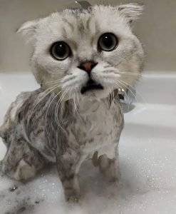 宠物店给猫咪洗澡多少钱合理？宠物店给猫洗一次澡收费80块，甚至上百块！