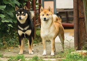 柴犬比中华田园犬高贵在哪？它也差点灭绝，但被日本人奉为国宝