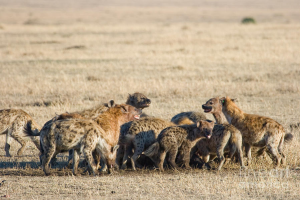 流浪鬣狗群有多可怕？为什么说流浪鬣狗群最危险。