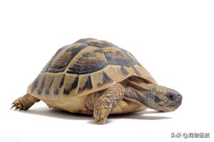 乌龟的生活习性有哪些？乌龟什么时候会进入冬眠？