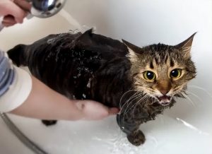 宠物店给猫咪洗澡多少钱合理？宠物店给猫洗一次澡收费80块，甚至上百块！