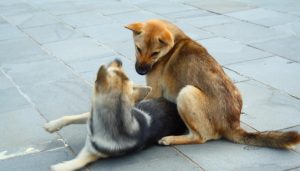 狗交配时屁股为何会连在一起？特殊生理构造延长了它们的交配时间