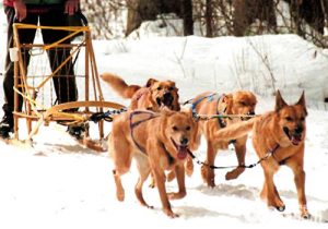 除了雪橇三傻，这6种狗也是很棒的雪橇犬（雪橇犬的介绍）