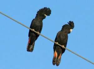 宠物图集：红尾黑凤头鹦鹉