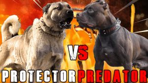 比特犬vs坎高犬（比特犬和坎高犬的比较）