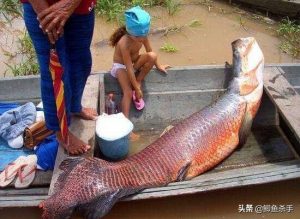 银龙鱼的“哭泣”：不逃离亚马逊河，就无法改变“命运”？