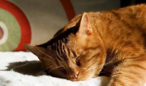 猫咪半夜喵叫的原因有什么？为什么猫会半夜叫？