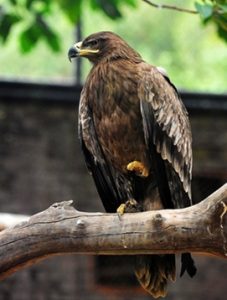 鸟类及野生动物保护科普——鹰