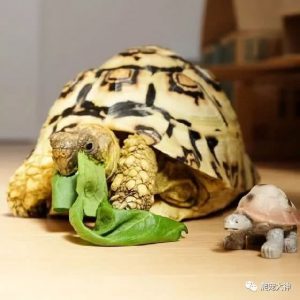 如何饲养豹纹陆龟（照顾豹纹陆龟的方法）