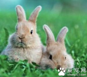 兔子的生活习性是怎么样的？在潮湿的环境里易生病
