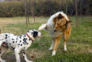 颜值超高的狗狗品种是哪些？什么品种的狗狗长得好看？