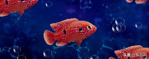 红宝石鱼好养吗？怎么养？