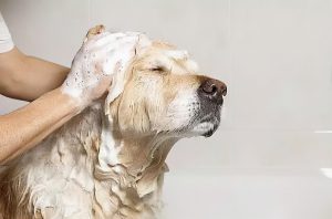 宠物香波到底该怎么选？怎么给宠物选合适的沐浴露？