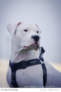 阿根廷杜高犬的特点：香港四大禁犬之一？