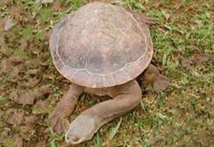 这种乌龟的头比身体都长，却是龟类中唯一的短命鬼！