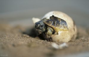 野生乌龟是不孵蛋的？那乌龟蛋是怎么孵化小乌龟的