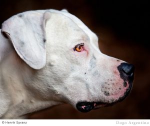 阿根廷杜高犬的特点：香港四大禁犬之一？