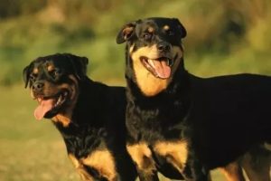 罗威纳犬的基本介绍（为什么罗威纳可以做防暴犬？）