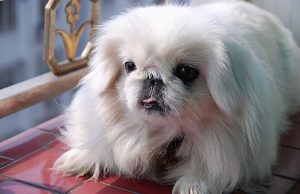 中国名犬——京巴犬，为什么这么少人养？（京巴犬的缺点是什么？)