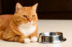 猫咪为什么会食欲不振？猫咪不想吃东西的原因有什么？
