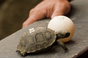 野生乌龟是不孵蛋的？那乌龟蛋是怎么孵化小乌龟的
