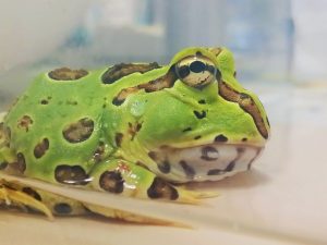 养角蛙的入门知识（角蛙需要什么样的居住环境？）