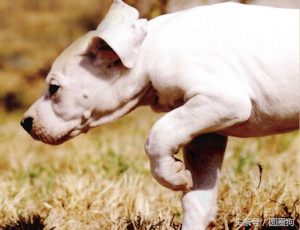 怎么养护阿根廷杜高犬？阿根廷杜高犬的毛色特征是怎么样的？