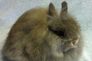 兔子的种类原来有这么多！罕见的兔子品种