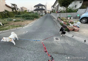 两只固执柴犬散步到岔路口，相互较劲让绳子变Y字型，笑喷网友