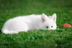 白色瑞士牧羊犬的由来是怎样的？白色瑞士牧羊犬适合家养吗？