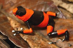 红带箭毒蛙生活在什么地方？
