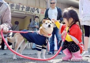 柴犬站长、柴犬店长、柴犬主播……日本最有人气的柴犬