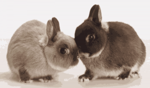 兔界中体型最小的荷兰侏儒兔（荷兰侏儒兔的介绍）