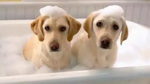 宠物香波到底该怎么选？怎么给宠物选合适的沐浴露？