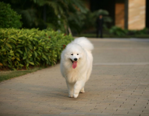 这几种“白色”的狗狗，总有一只会让你喜欢上