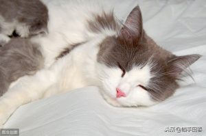 猫咪也会患上白血病？该病是怎么传播的？