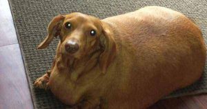 腊肠犬的介绍（腊肠犬的体型是怎么样的？）