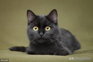 暹罗猫为什么叫暹罗？暹罗的读音：xiān luó