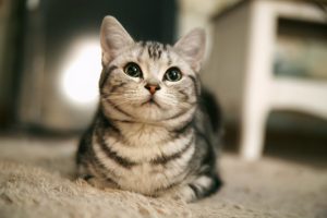 美国短毛猫堪称最好养的猫（美短的优点有什么？）