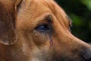 狗狗为什么会哭？狗狗哭泣的5大原因