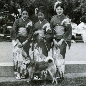 柴犬比中华田园犬高贵在哪？它也差点灭绝，但被日本人奉为国宝