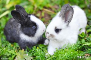 最受欢迎的兔子有哪些？（兔子的品种）