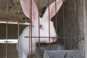 养兔子的十个有九个后悔，记住这几个养殖方法，养兔的福利！