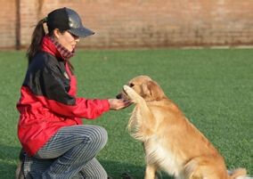 狗狗训练的“黄金时期”，手把手教你，如何训好狗狗