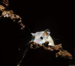 老鼠会冬眠吗？冬天老鼠数量会减少吗？