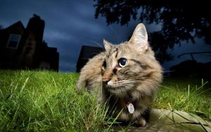 猫咪半夜喵叫的原因有什么？为什么猫会半夜叫？