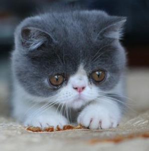 短毛版的波斯猫—异国短毛猫（加菲猫的介绍）