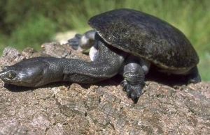 这种乌龟的头比身体都长，却是龟类中唯一的短命鬼！
