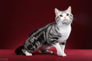 美国短毛猫堪称最好养的猫（美短的优点有什么？）