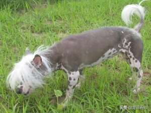中国冠毛犬，不用张着嘴伸出舌来散热，它是唯一靠汗腺排汗的犬种
